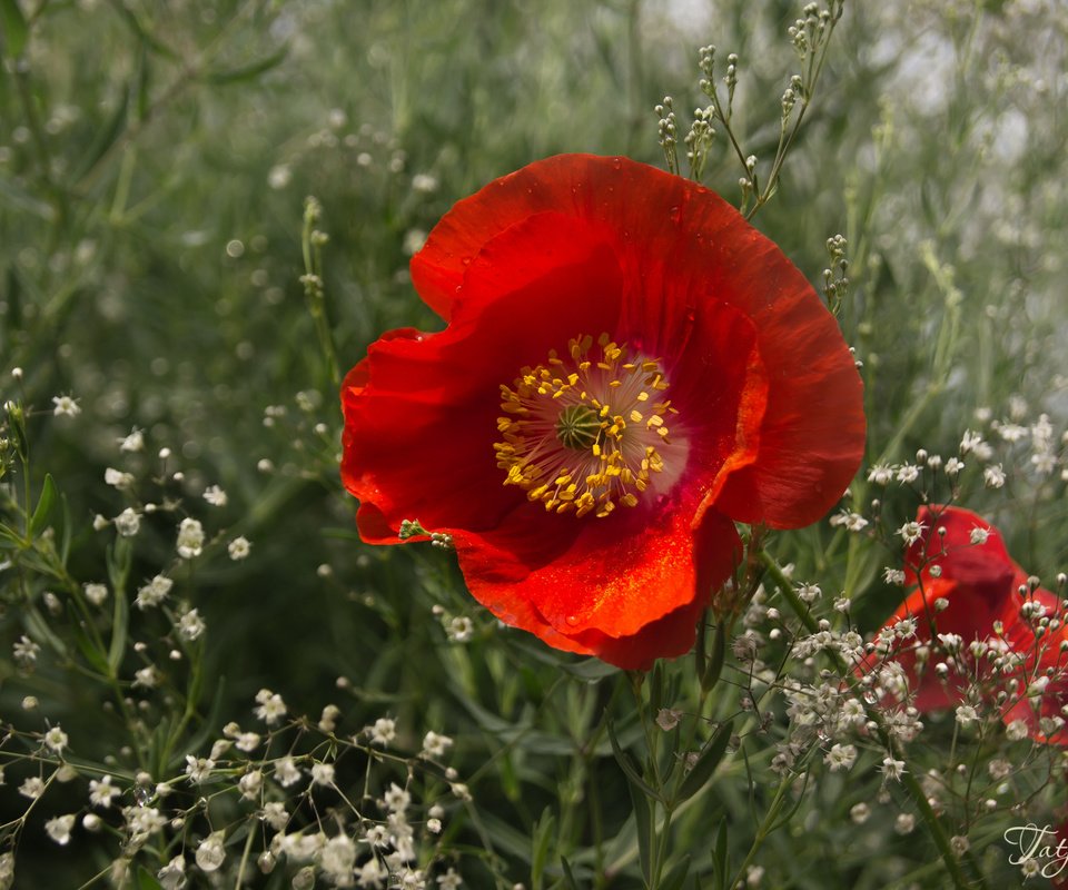 Обои макро, красный, мак, гипсофила, macro, red, mac, gypsophila разрешение 2400x1595 Загрузить