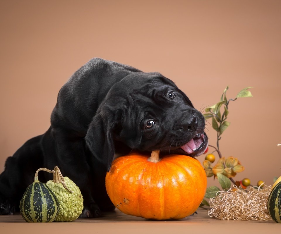 Обои черный, щенок, тыква, кане-корсо, шалун, грызет, black, puppy, pumpkin, cane corso, naughty, nibbles разрешение 3600x2236 Загрузить