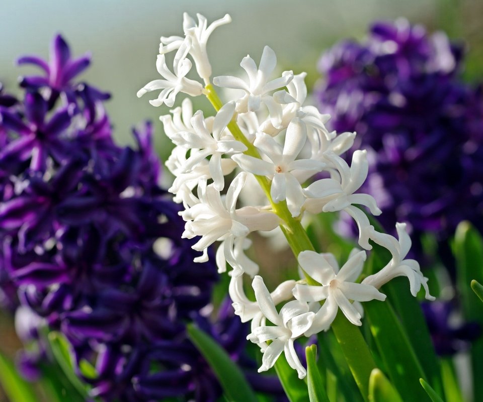 Обои цветы, макро, фиолетовый, белый, гиацинт, flowers, macro, purple, white, hyacinth разрешение 2232x1484 Загрузить