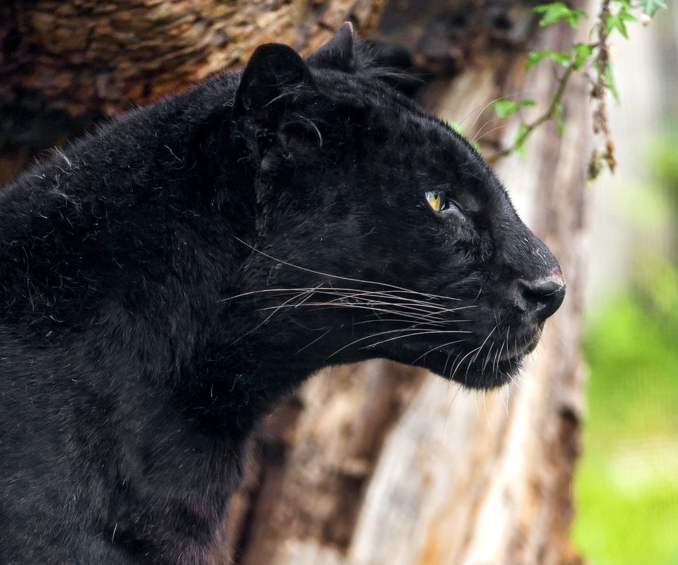 Обои черный, леопард, хищник, профиль, пантера, black, leopard, predator, profile, panther разрешение 2400x1516 Загрузить