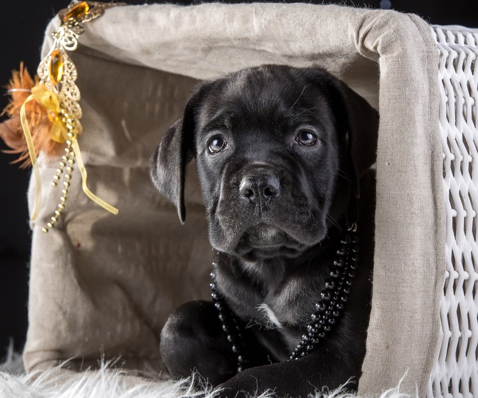 Обои маска, щенок, корзина, бусы, кане-корсо, mask, puppy, basket, beads, cane corso разрешение 4000x2634 Загрузить