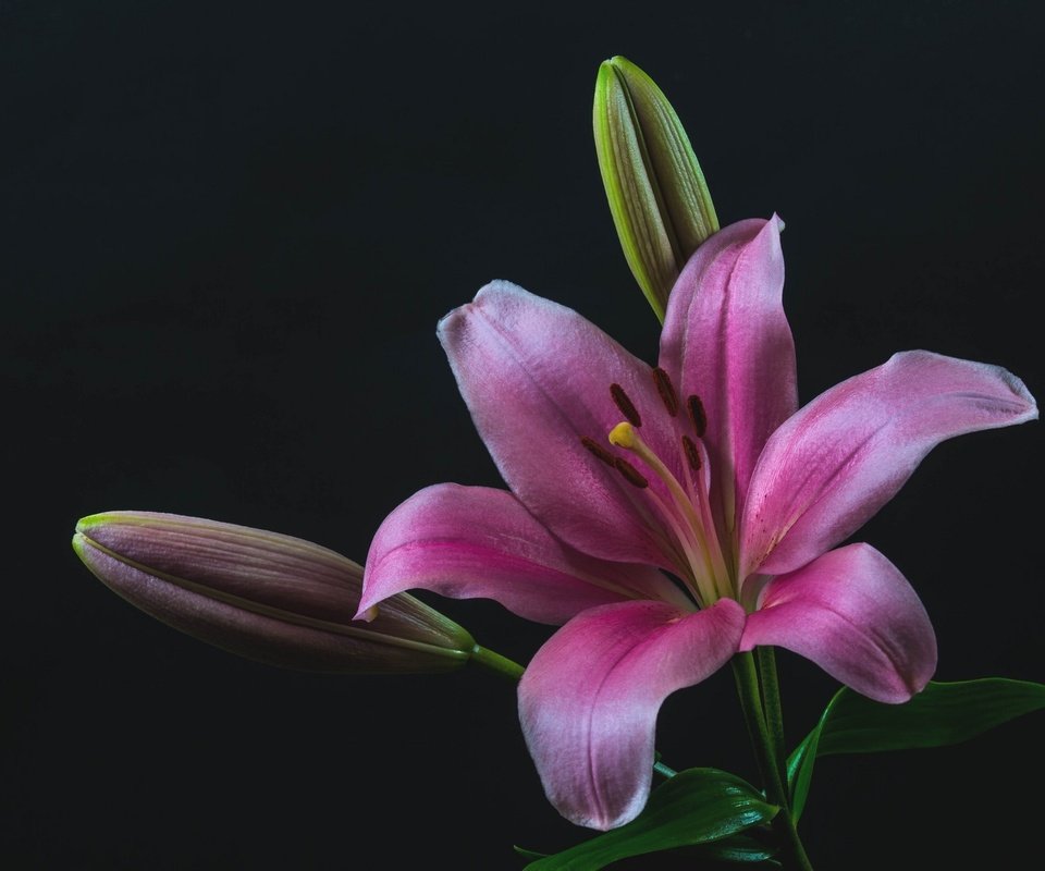 Обои бутоны, макро, лилия, розовая, buds, macro, lily, pink разрешение 2048x1363 Загрузить