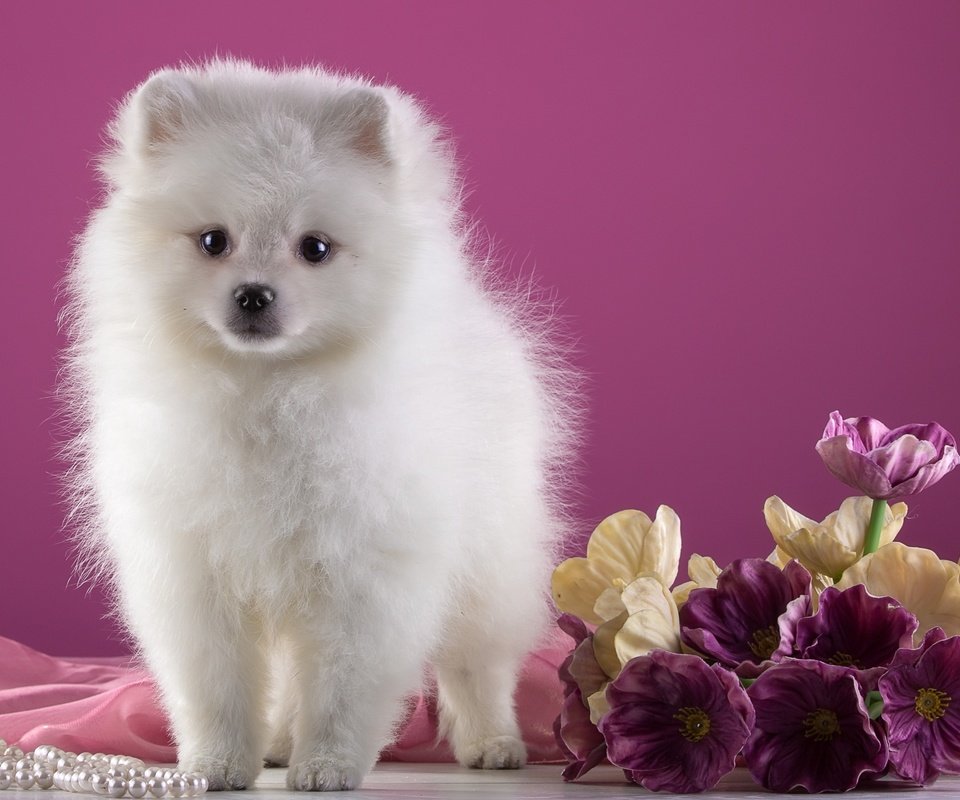 Обои цветы, белый, щенок, шпиц, flowers, white, puppy, spitz разрешение 2400x1589 Загрузить