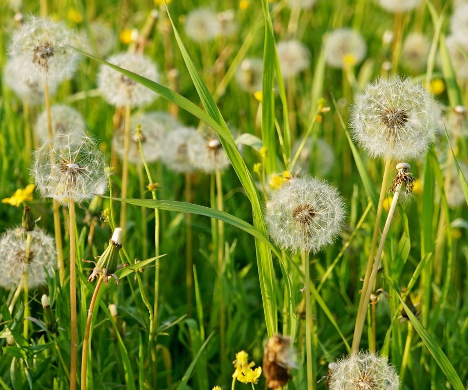 Обои трава, лето, пушистый, луг, одуванчики, grass, summer, fluffy, meadow, dandelions разрешение 3000x1899 Загрузить