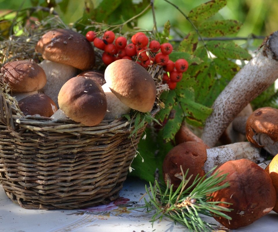 Обои грибы, корзина, рябина, боровики, mushrooms, basket, rowan разрешение 1920x1321 Загрузить