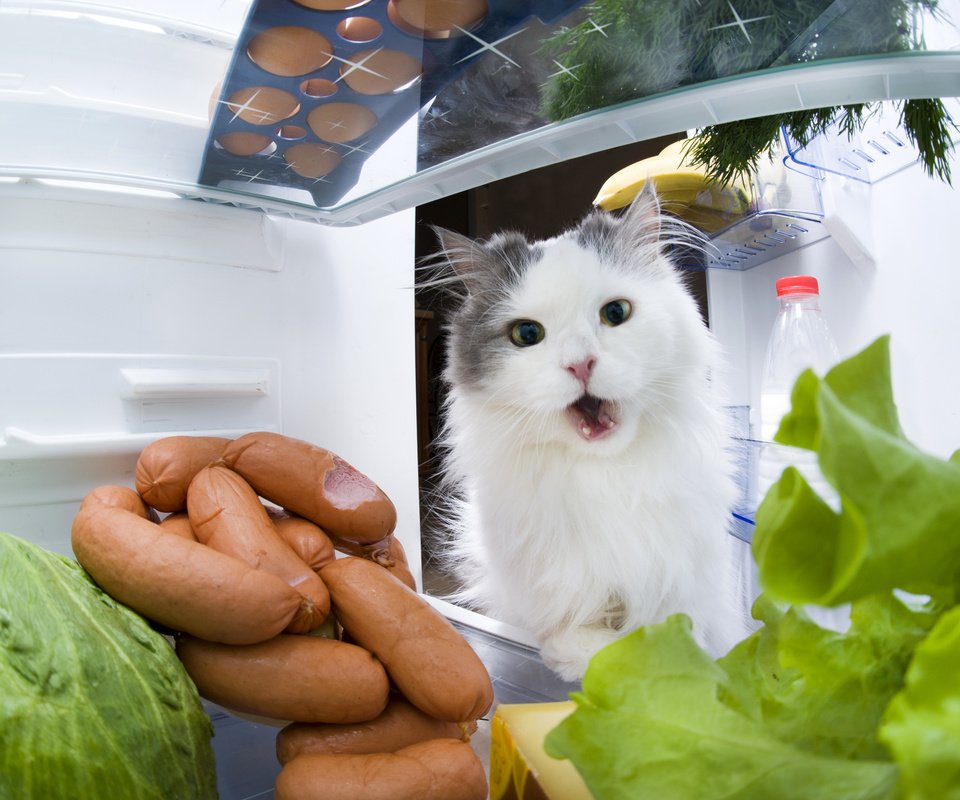 Обои кот, кошка, холодильник, капуста, сосиски, cat, refrigerator, cabbage, sausage разрешение 3990x2655 Загрузить