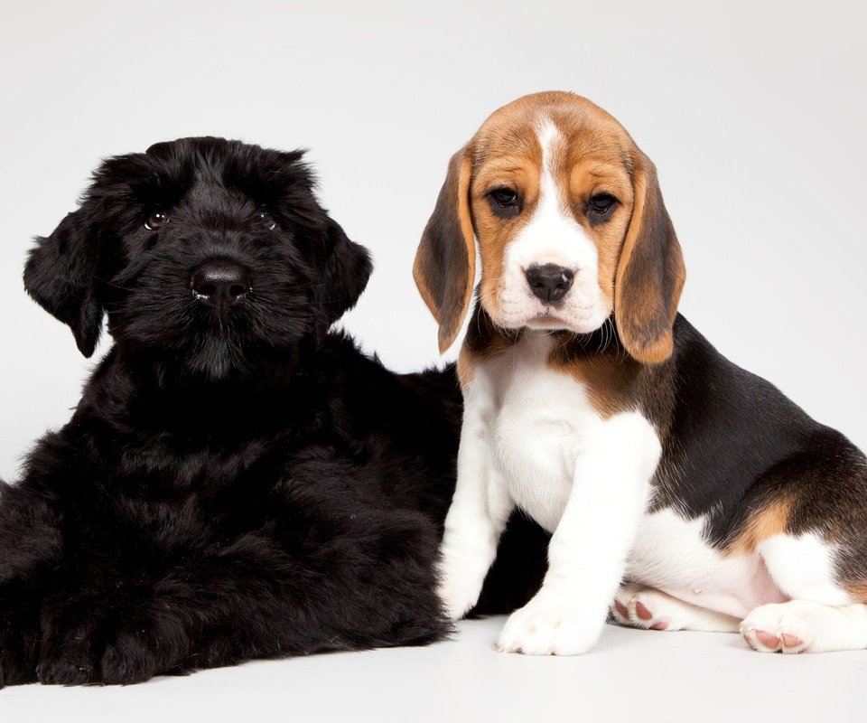 Обои черный, щенки, малыши, бигль, пятнистый, black, puppies, kids, beagle, spotted разрешение 3700x2370 Загрузить