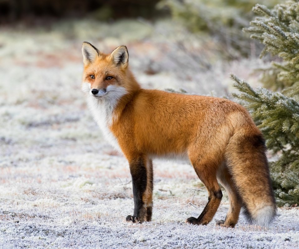 Обои снег, рыжая, лиса, красавица, лисица, хвост, мех, лис, snow, red, fox, beauty, tail, fur разрешение 2048x1334 Загрузить