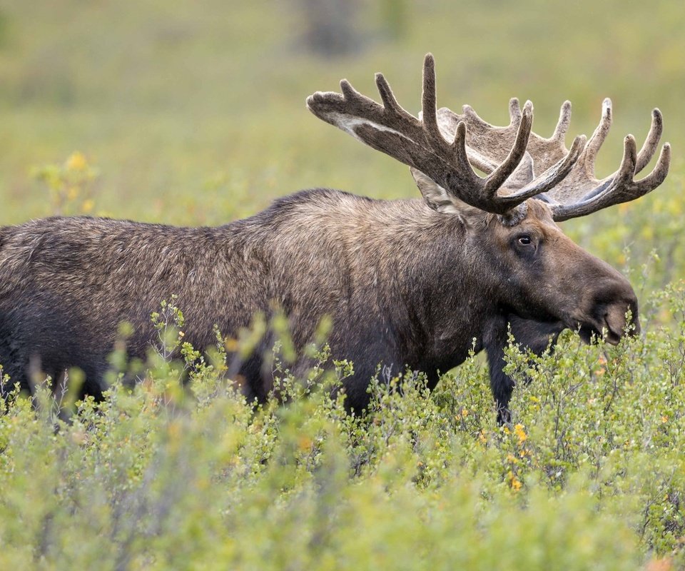 Обои трава, рога, лось, сохатый, grass, horns, moose, elk разрешение 2000x1192 Загрузить