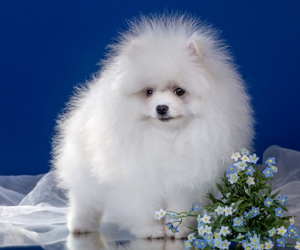 Обои цветы, пушистый, белый, щенок, шпиц, flowers, fluffy, white, puppy, spitz разрешение 2400x1507 Загрузить