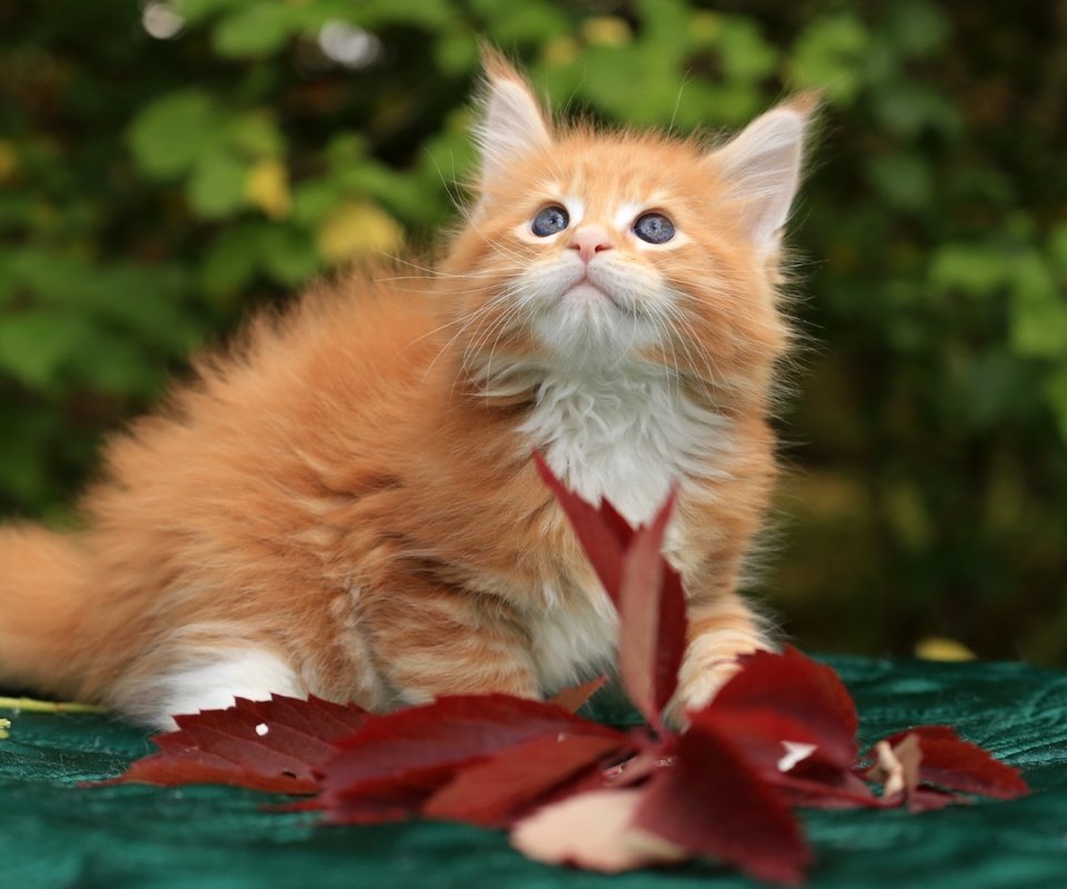 Обои котенок, рыжий, мейн-кун, kitty, red, maine coon разрешение 1920x1215 Загрузить