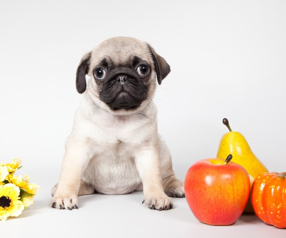 Обои цветы, щенок, яблоко, тыква, мопс, груша, flowers, puppy, apple, pumpkin, pug, pear разрешение 3500x2140 Загрузить