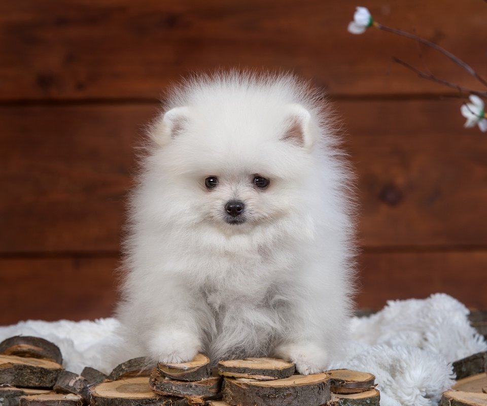 Обои пушистый, белый, щенок, шпиц, fluffy, white, puppy, spitz разрешение 4000x2604 Загрузить