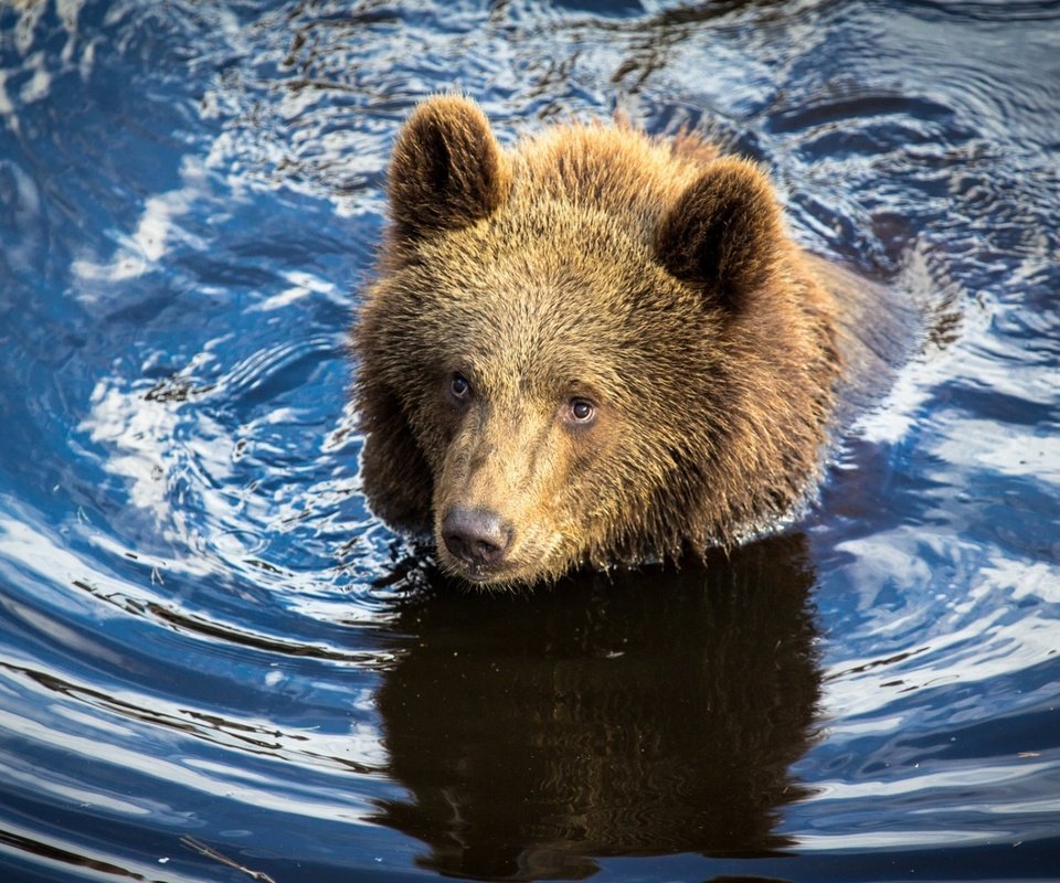 Обои вода, река, медведь, мишка, охота, медвежонок, water, river, bear, hunting разрешение 1920x1200 Загрузить