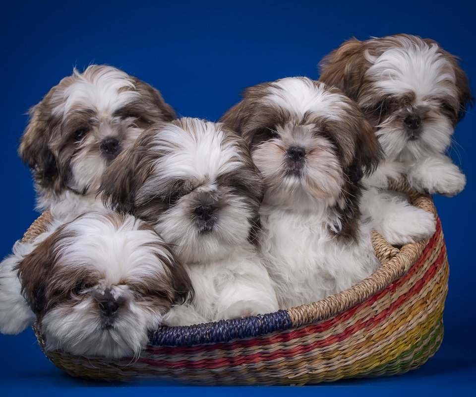 Обои корзина, щенки, ши-тцу, квинтет, basket, puppies, shih tzu, quintet разрешение 2900x1839 Загрузить