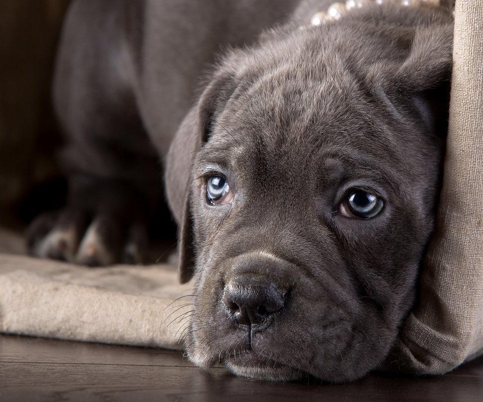 Обои морда, взгляд, щенок, кане-корсо, face, look, puppy, cane corso разрешение 3600x2350 Загрузить