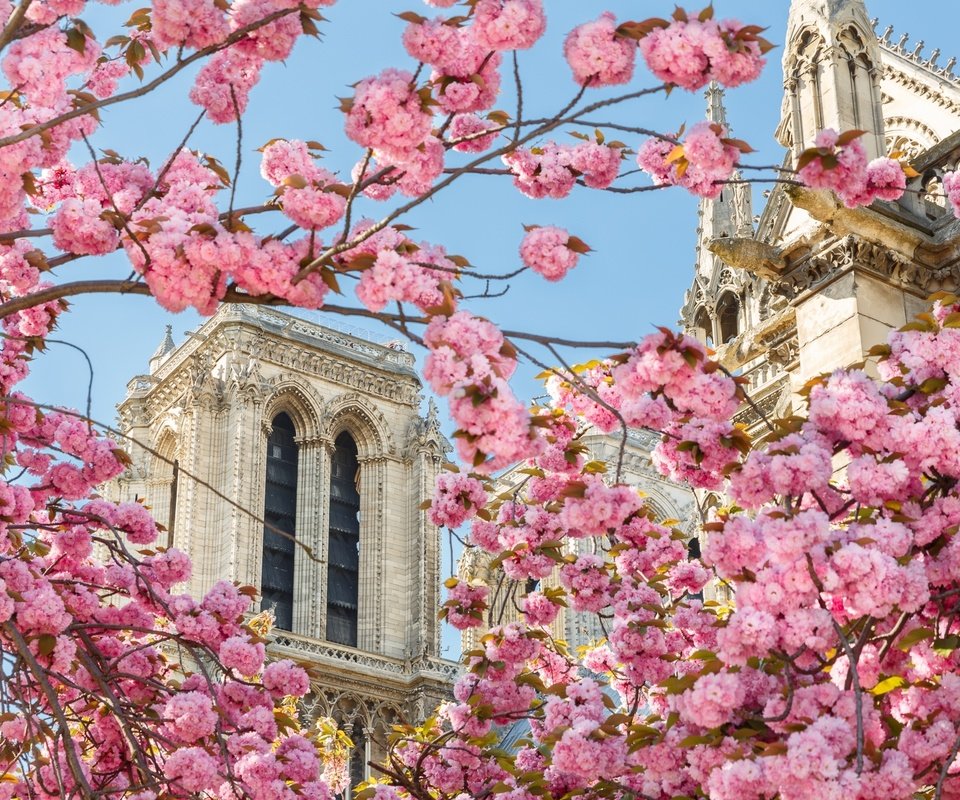 Обои собор, париж, весна, сакура, cathedral, paris, spring, sakura разрешение 2048x1304 Загрузить