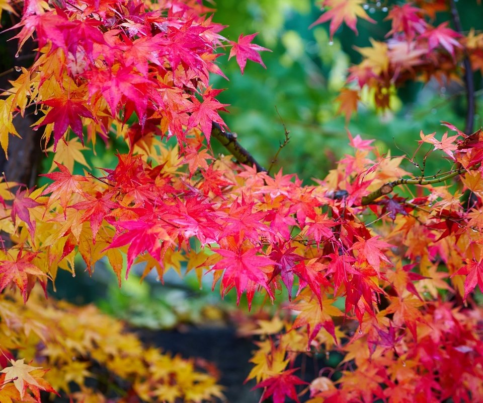 Обои дерево, листья, осень, клен, яркий, багряный, tree, leaves, autumn, maple, bright, scarlet разрешение 2000x1307 Загрузить