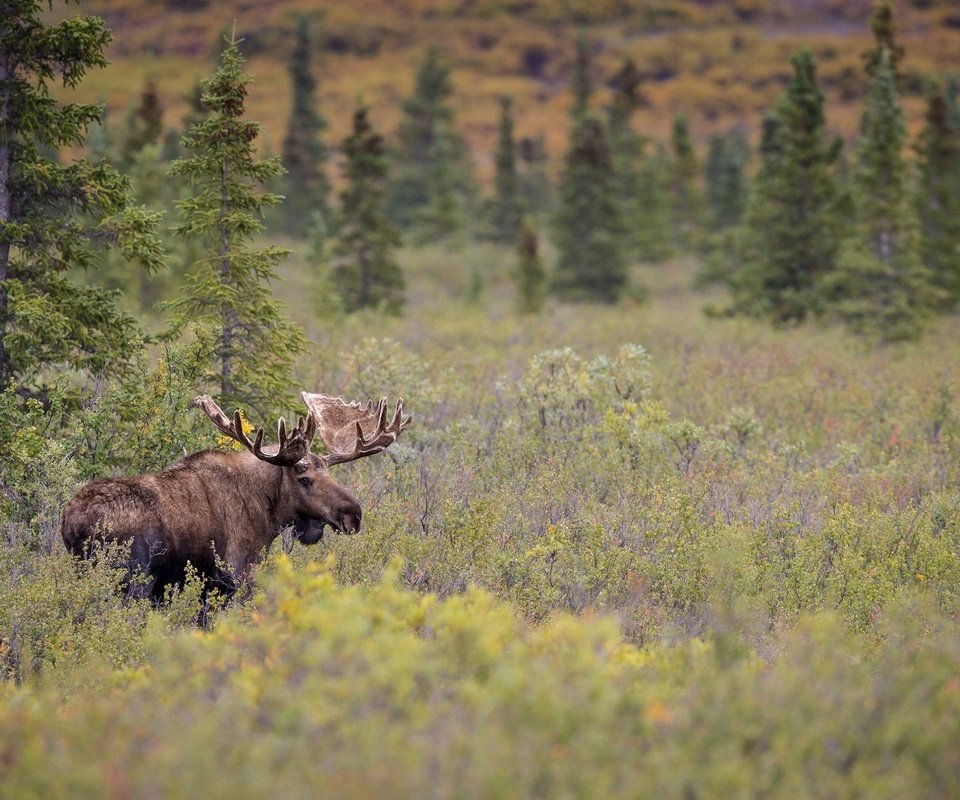 Обои лес, луг, рога, лось, сохатый, forest, meadow, horns, moose, elk разрешение 1920x1204 Загрузить