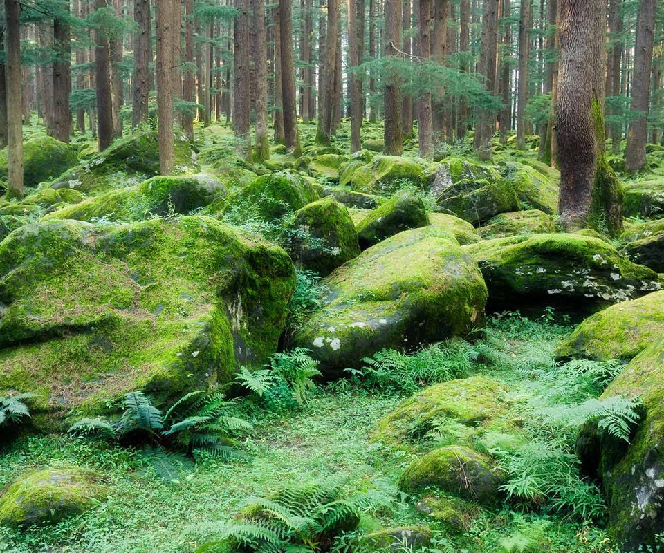 Обои деревья, камни, мох, индия, заповедник, манали, trees, stones, moss, india, reserve, manali разрешение 1920x1080 Загрузить