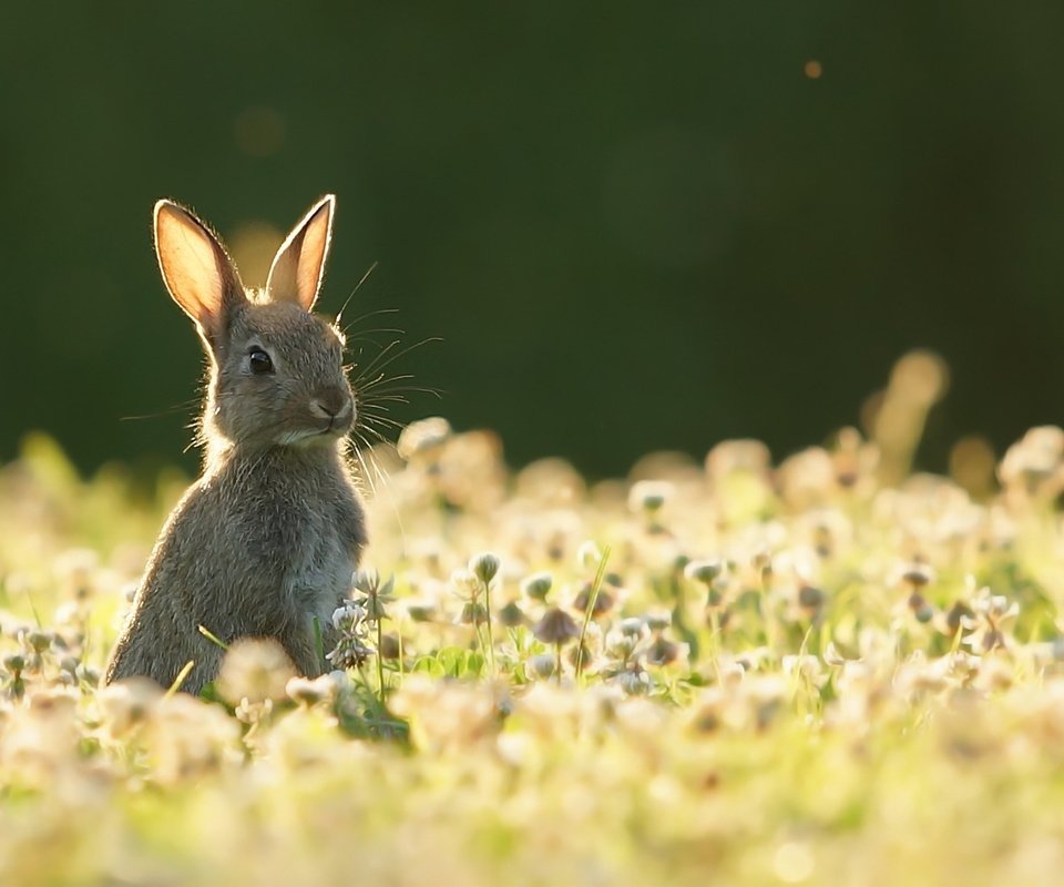 Обои природа, лето, заяц, nature, summer, hare разрешение 1920x1279 Загрузить