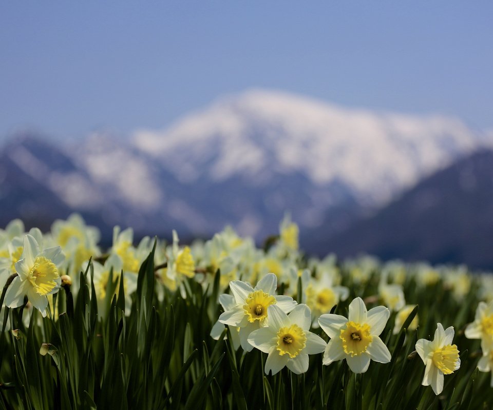 Обои цветы, горы, природа, фокус камеры, размытость, весна, нарциссы, flowers, mountains, nature, the focus of the camera, blur, spring, daffodils разрешение 2048x1365 Загрузить