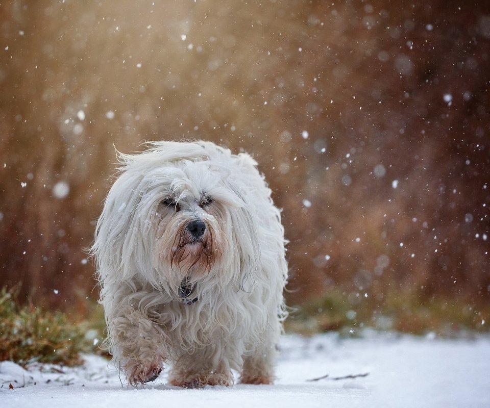 Обои снег, собака, гаванский бишон, бишон, snow, dog, the havanese, bichon разрешение 2047x1286 Загрузить