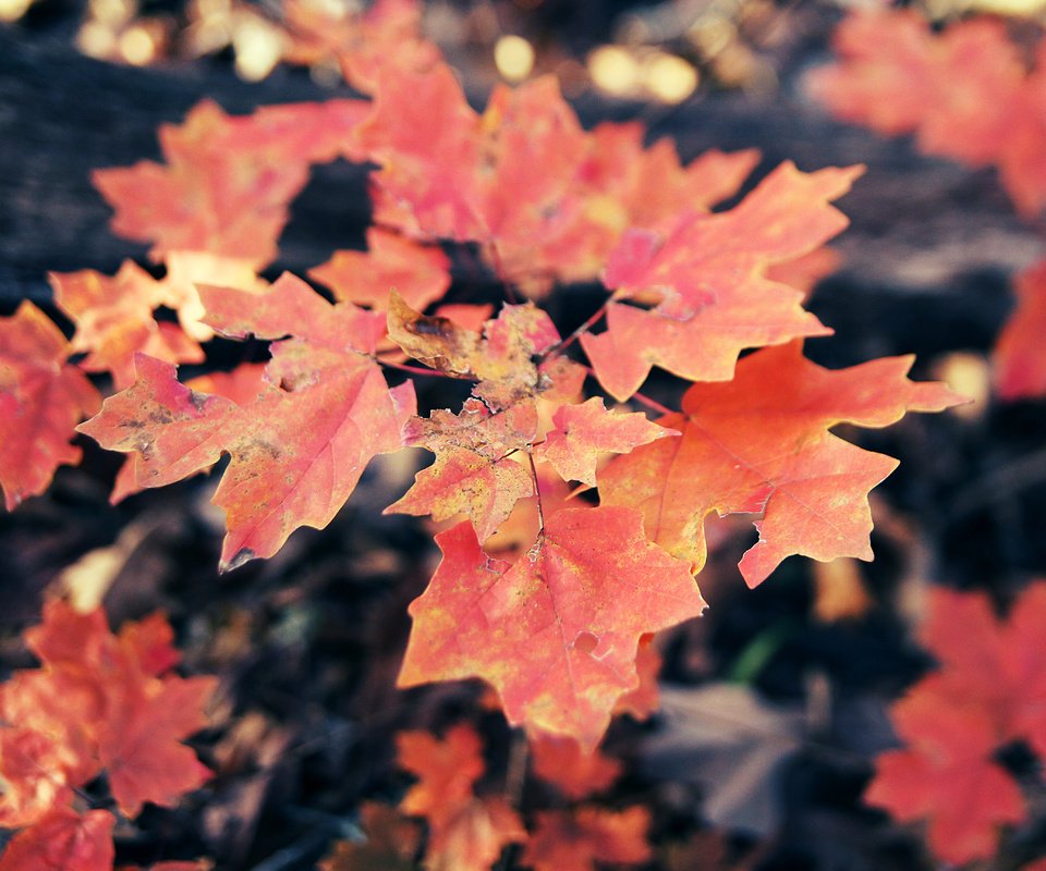 Обои листья, осень, клен, кленовый лист, осенние листья, leaves, autumn, maple, maple leaf, autumn leaves разрешение 5184x3456 Загрузить