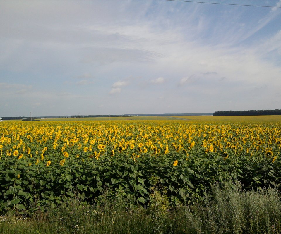 Обои солнце, поле, лето, подсолнуха, the sun, field, summer, sunflower разрешение 2048x1536 Загрузить