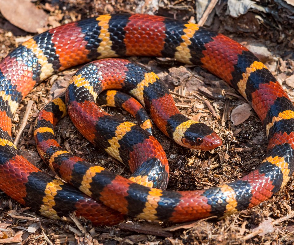Обои красная, змея, полосатая, lampropeltis triangulum elapsoides, red, snake, striped разрешение 2048x1365 Загрузить