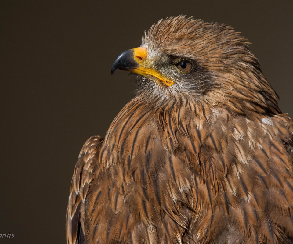 Обои взгляд, орел, хищник, птица, клюв, перья, хищная птица, look, eagle, predator, bird, beak, feathers, bird of prey разрешение 2048x1301 Загрузить