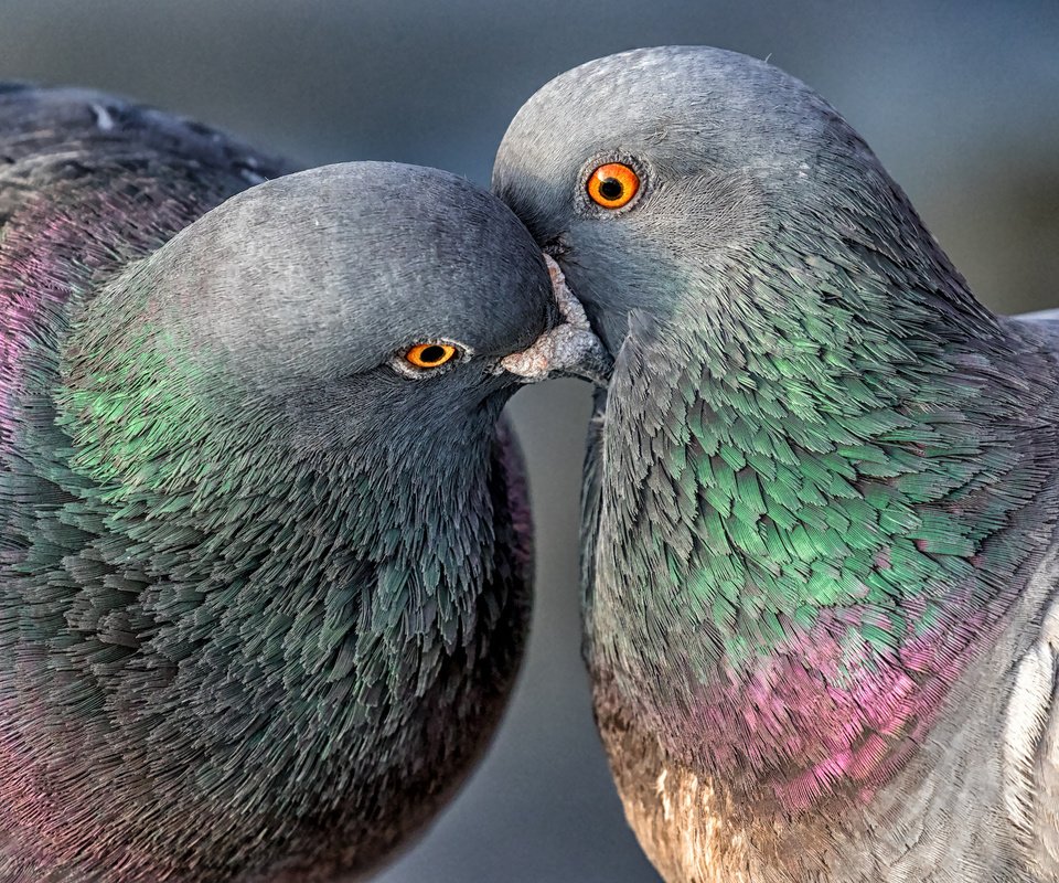 Обои птицы, пара, голуби, birds, pair, pigeons разрешение 2048x1365 Загрузить