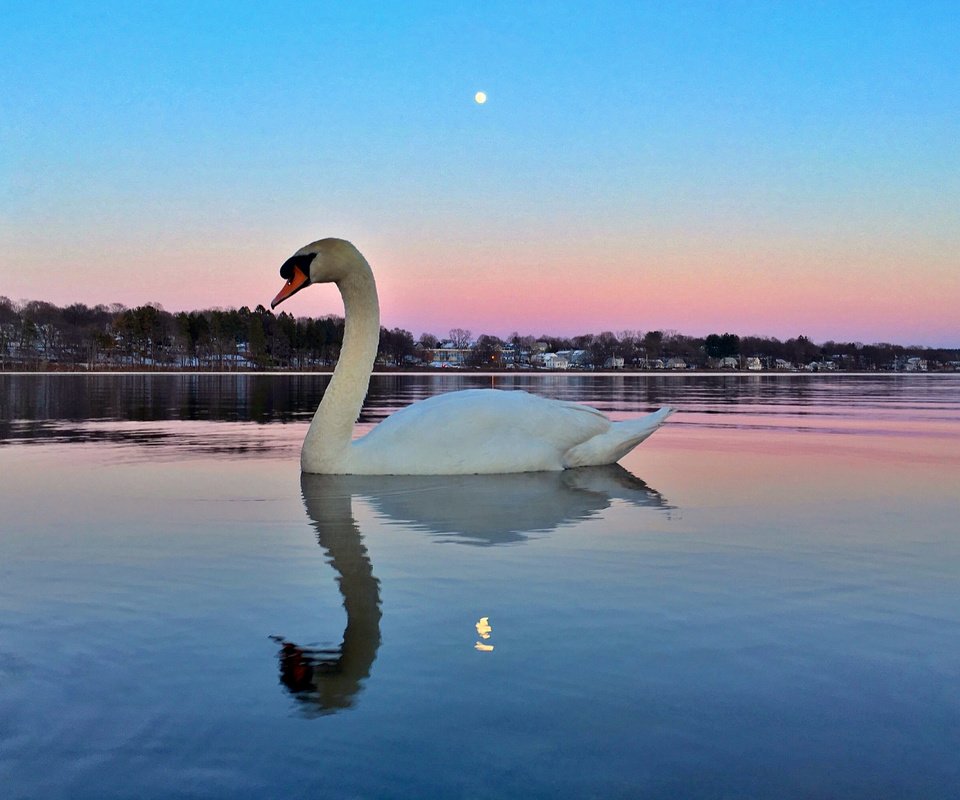 Обои озеро, отражение, птица, лебедь, lake, reflection, bird, swan разрешение 2048x1536 Загрузить