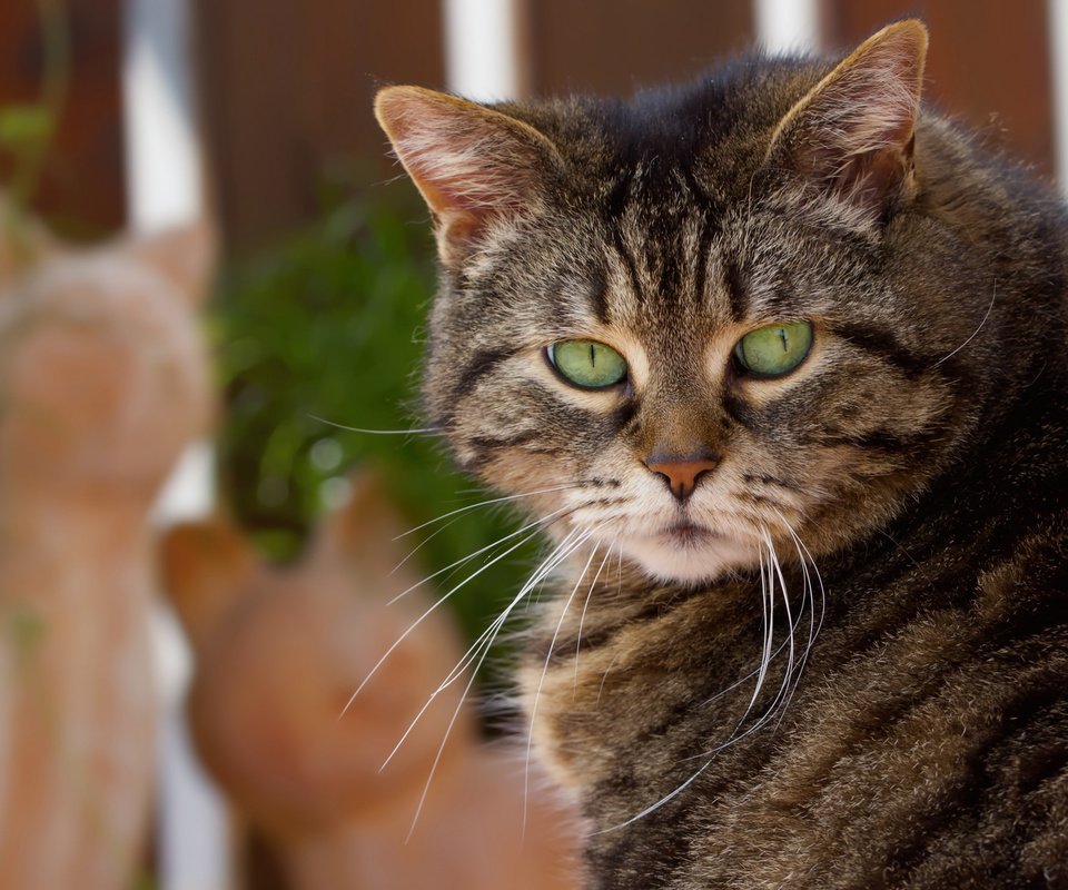 Обои кот, усы, кошка, взгляд, уши, зеленые глаза, cat, mustache, look, ears, green eyes разрешение 2048x1498 Загрузить