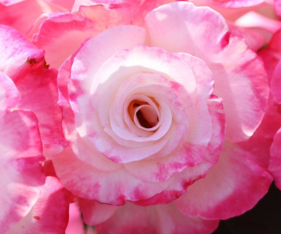 Обои макро, розы, лепестки, macro, roses, petals разрешение 2048x1365 Загрузить