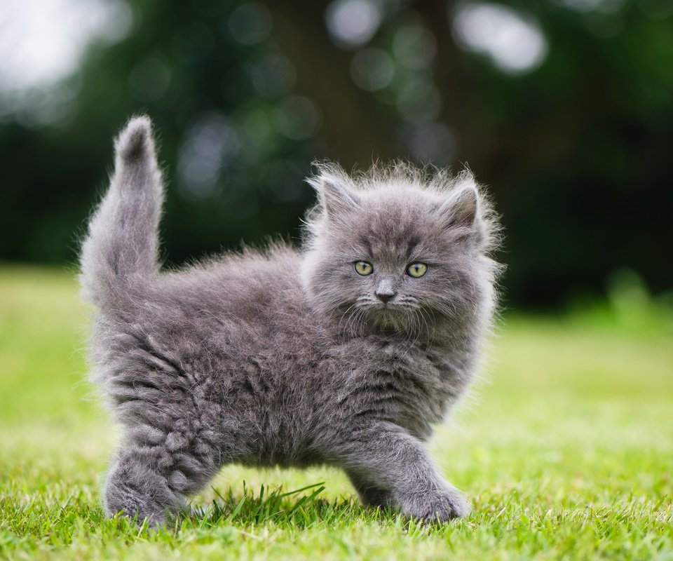 Обои трава, кошка, взгляд, котенок, пушистый, серый, grass, cat, look, kitty, fluffy, grey разрешение 2048x1463 Загрузить