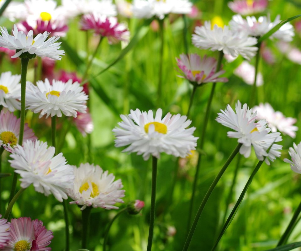 Обои цветы, макро, маргаритки, flowers, macro, daisy разрешение 2232x1484 Загрузить