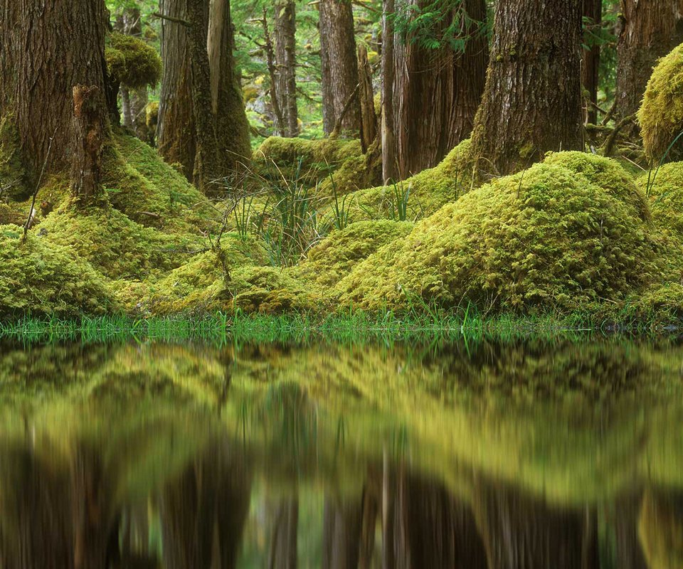 Обои деревья, лес, болото, мох, канада, британская колумбия, tow hill ecological reserve, trees, forest, swamp, moss, canada, british columbia разрешение 1920x1080 Загрузить