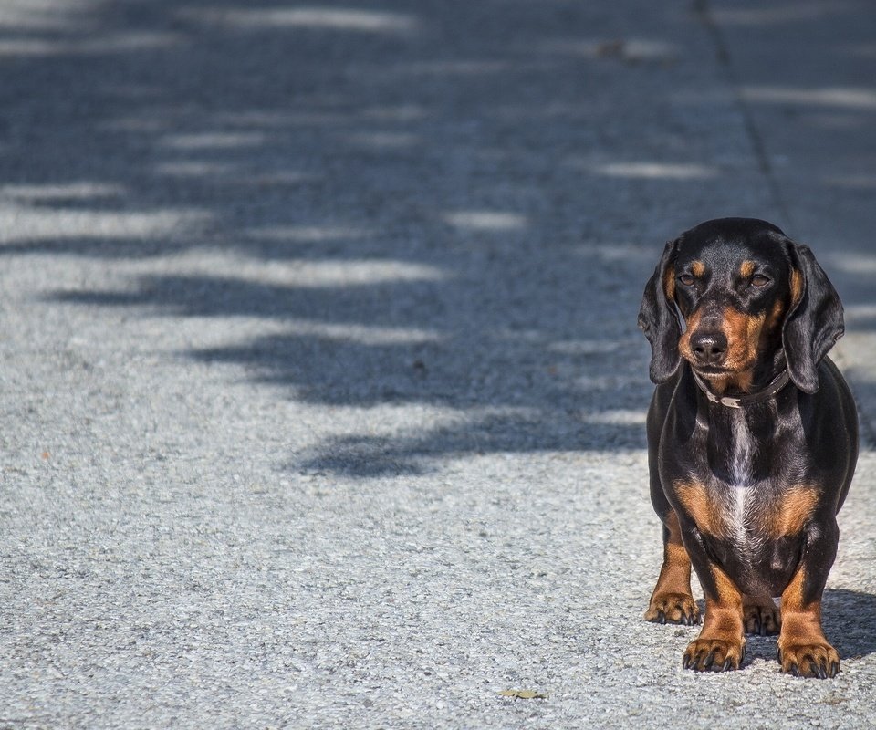 Обои взгляд, собака, такса, look, dog, dachshund разрешение 2048x1537 Загрузить