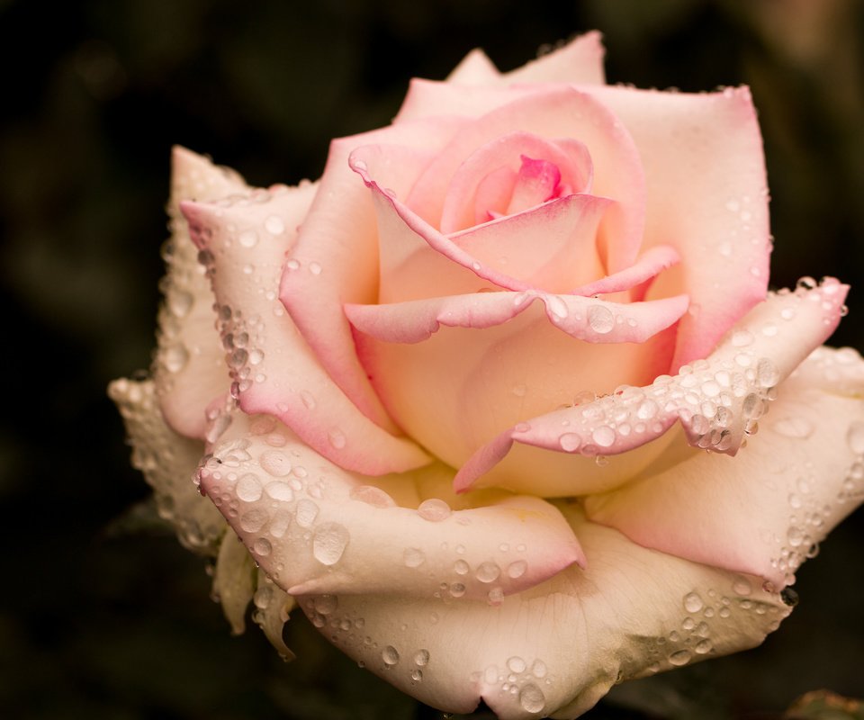 Обои капли, роза, бутон, розовая, drops, rose, bud, pink разрешение 2048x1365 Загрузить