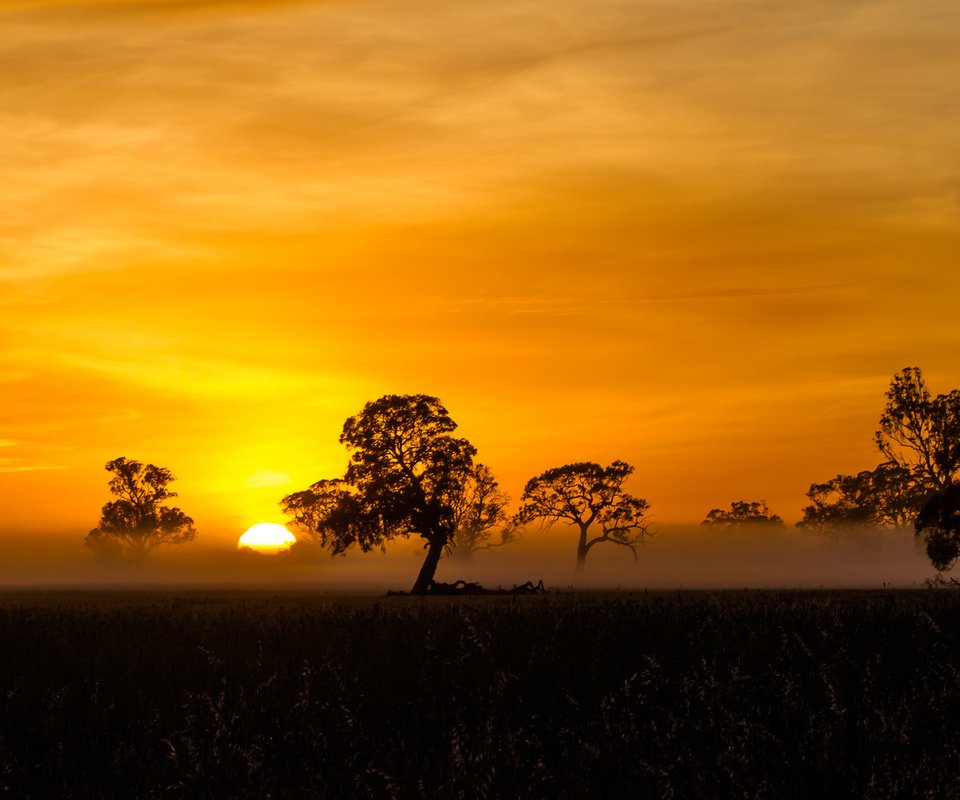 Обои деревья, солнце, закат, саванна, trees, the sun, sunset, savannah разрешение 2048x1144 Загрузить