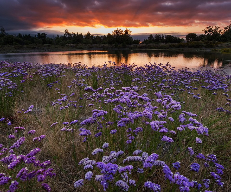 Обои цветы, вечер, закат, пейзаж, поле, водоем, луг, flowers, the evening, sunset, landscape, field, pond, meadow разрешение 1920x1080 Загрузить