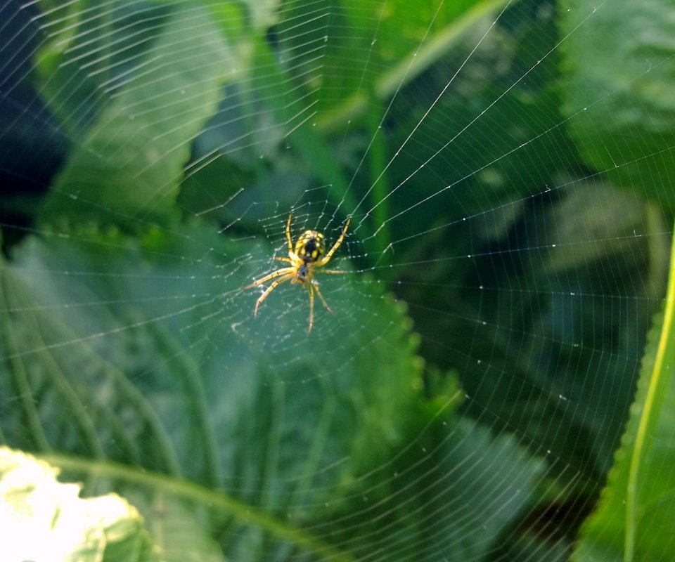 Обои зелень, насекомое, лето, паук, паутина, greens, insect, summer, spider, web разрешение 2592x1944 Загрузить