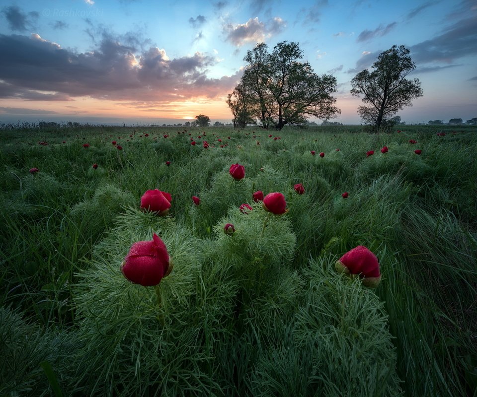 Обои цветы, вечер, поле, flowers, the evening, field разрешение 2048x1637 Загрузить