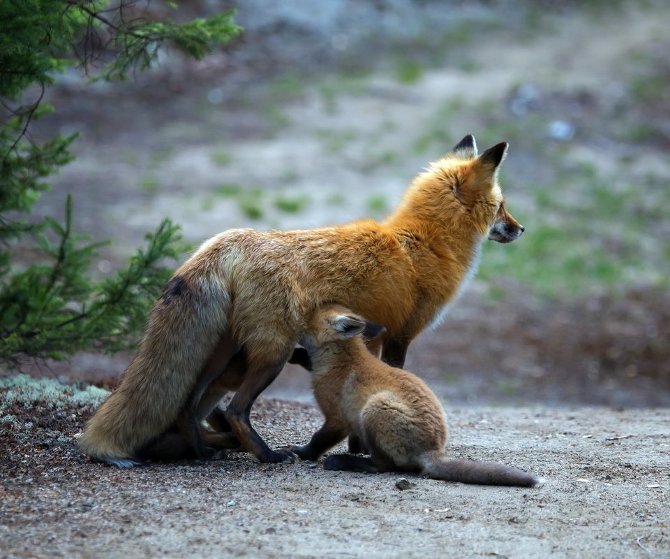 Обои природа, фон, лиса, детеныш, лисенок, лисы, nature, background, fox, cub разрешение 2048x1404 Загрузить