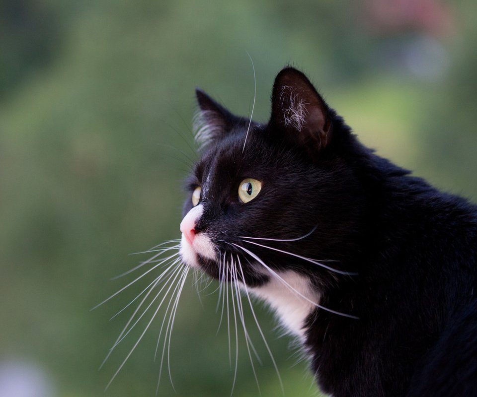 Обои кот, усы, профиль, кошачий взгляд, cat, mustache, profile, feline sight разрешение 2048x1365 Загрузить