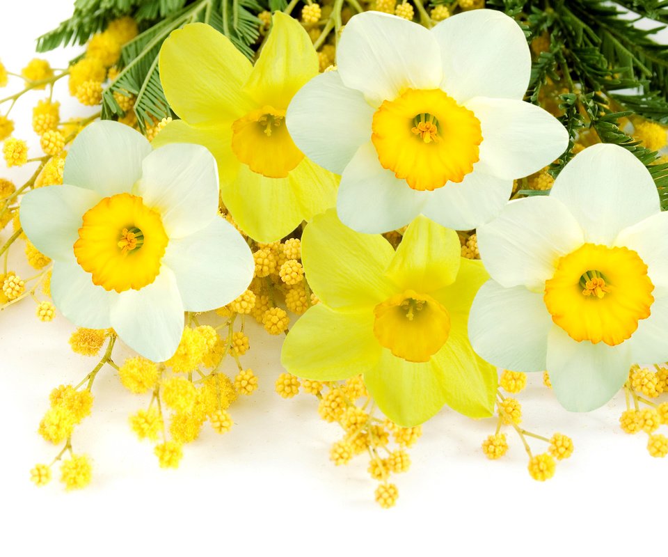 Обои цветы, фото, букет, нарциссы, мимоза, мимозы, flowers, photo, bouquet, daffodils, mimosa разрешение 4860x3075 Загрузить