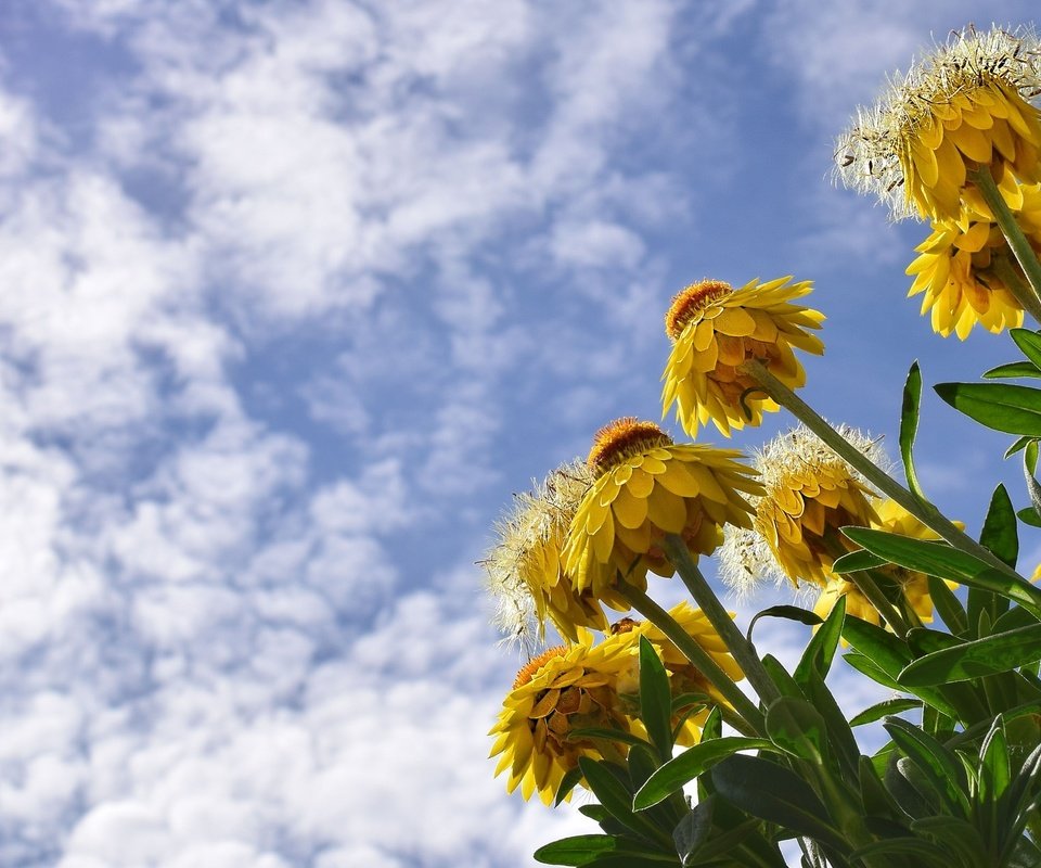 Обои небо, цветы, облака, желтый, полевой, сухоцвет, бессмертник, the sky, flowers, clouds, yellow, field, the dried flowers, helichrysum разрешение 2048x1261 Загрузить