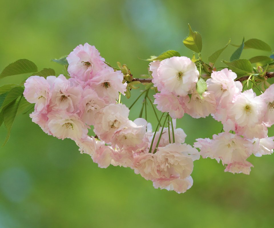 Обои ветка, цветение, макро, фон, вишня, сакура, цветки, branch, flowering, macro, background, cherry, sakura, flowers разрешение 2048x1365 Загрузить