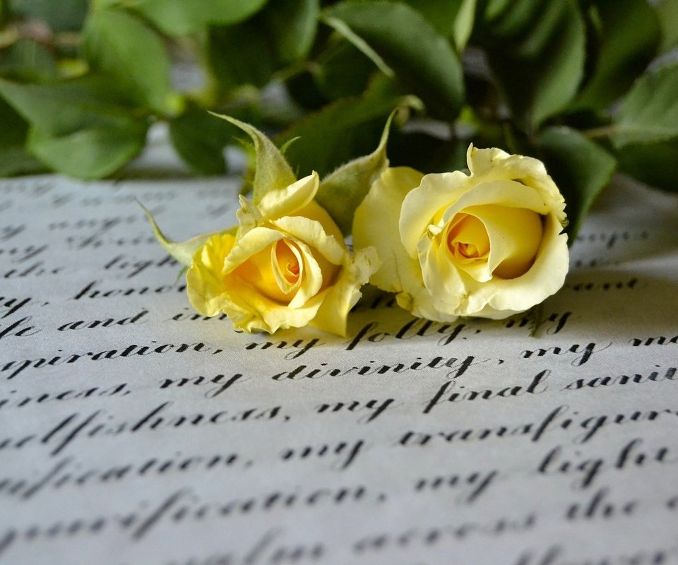 Обои стиль, макро, розы, письмо, дуэт, жёлтые розы, style, macro, roses, letter, duo, yellow roses разрешение 2048x1365 Загрузить